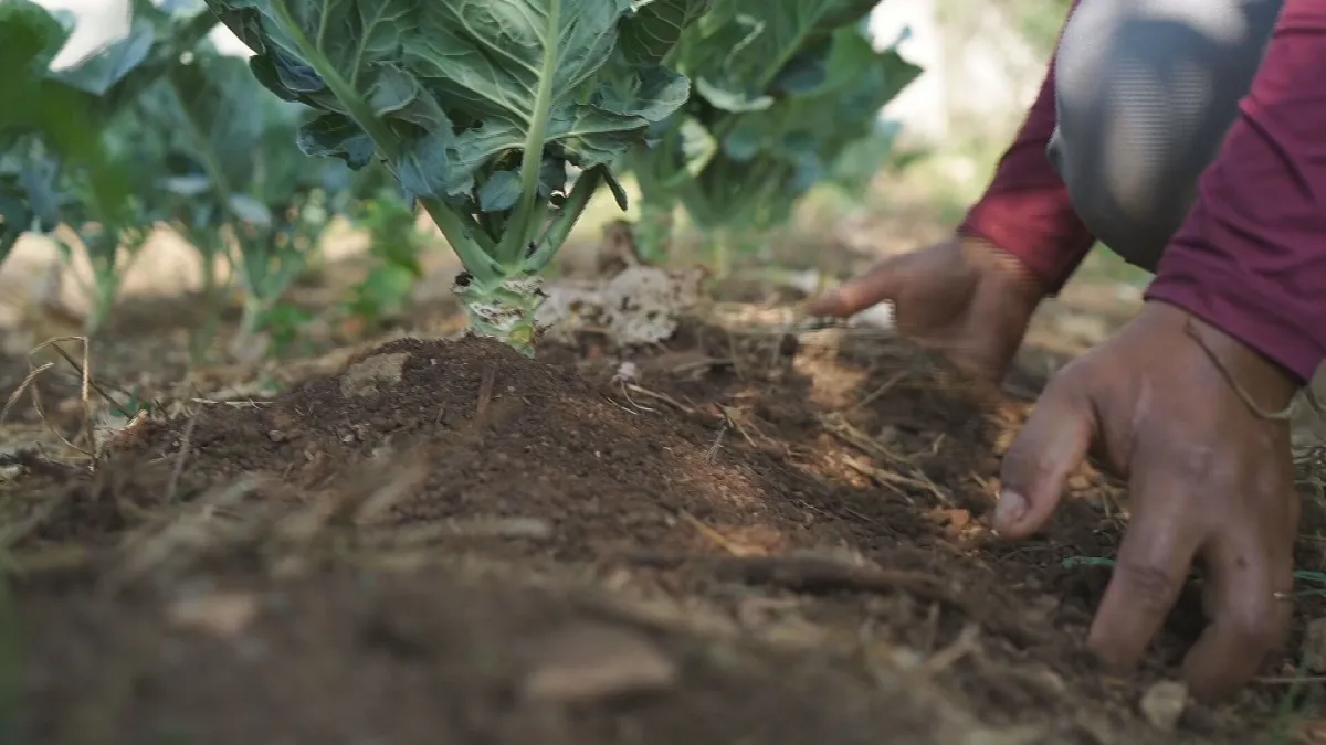 Programa Nacional de fortalecimento da Agricultura - Pronaf