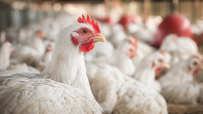 Avanços: Veja aqui a evolução das cadeias de produção da Avicultura