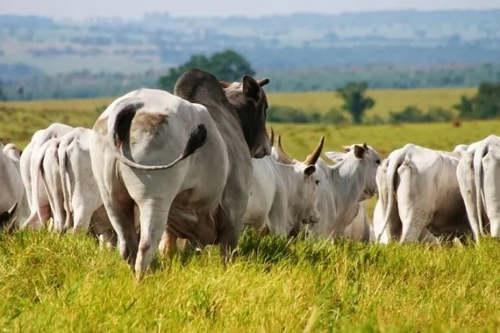 Agronegócio: Mercado do Boi gordo encerra a semana com leve alta de preços