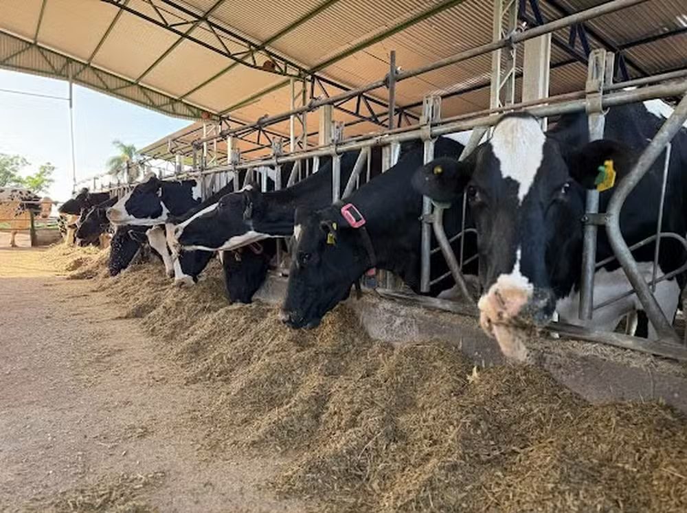 Produção artesanal de queijos no RS é uma solução para a crise do setor