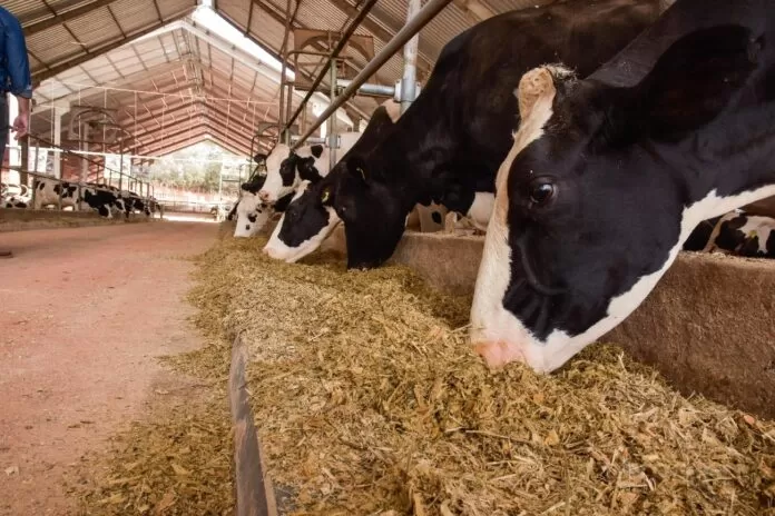 Ingredientes para Dietas de Vacas de Leite, em sua fazenda